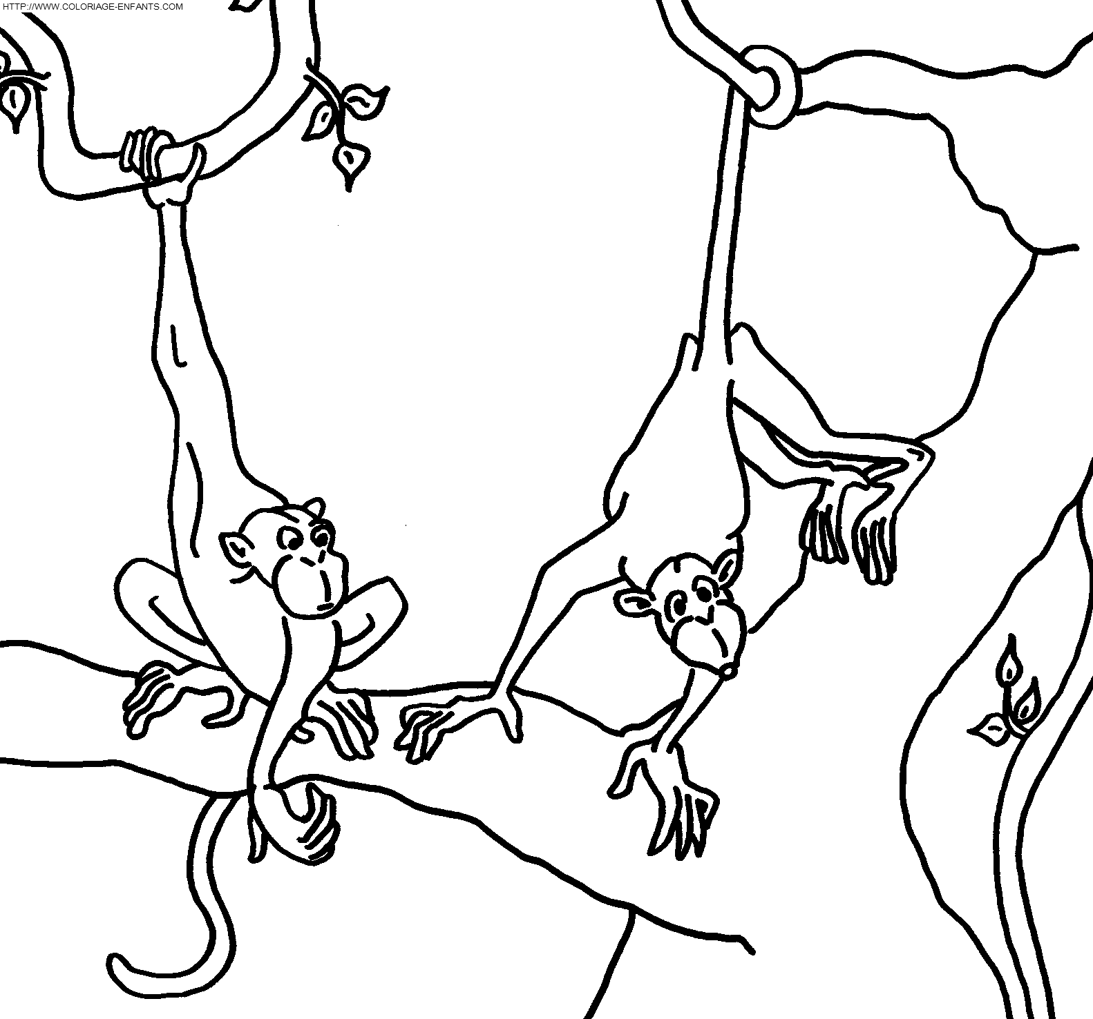 Monkeys coloring