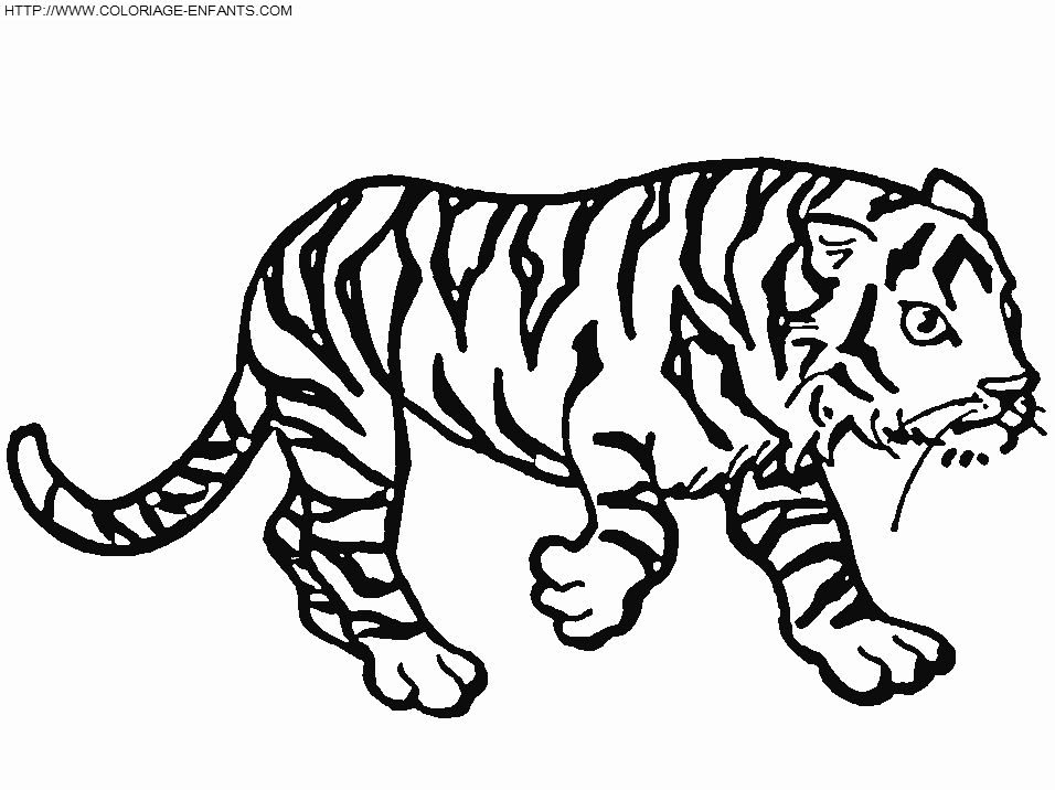 Tiger coloring