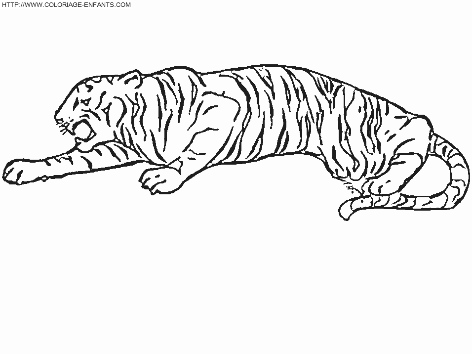 Tiger coloring