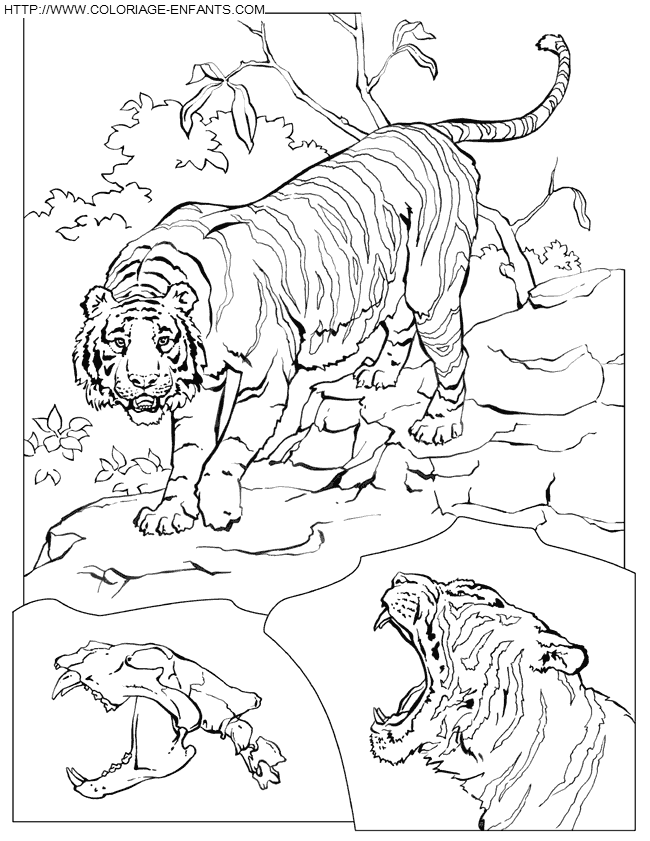 Tiger coloring