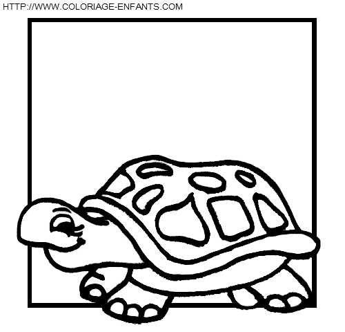 Turtles coloring