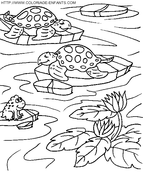 Turtles coloring