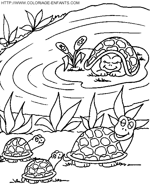 Turtles coloring