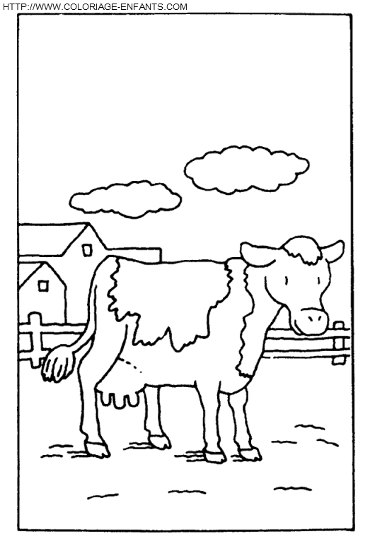 Cows coloring