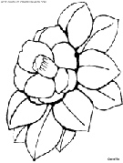 flower coloring