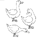 ducks coloring