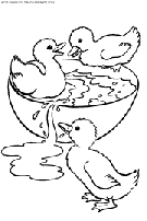 ducks coloring