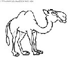 camels coloring book pages