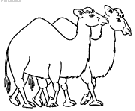 camels coloring