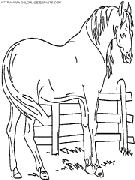 horse coloring