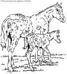 horse coloring