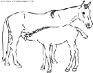 horse coloring