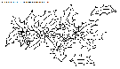 christmas mistletoe coloring