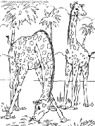 giraffes coloring