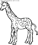 giraffes coloring