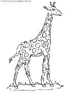 giraffes coloring