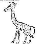 giraffes coloring