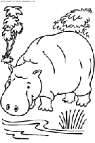  Hippopotamus coloring book pages