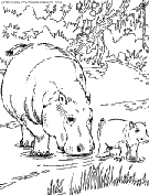 hippopotamus coloring