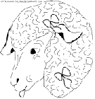 sheep coloring