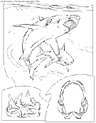  shark coloring book pages