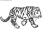 tiger coloring