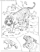tiger coloring