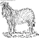 zebras coloring