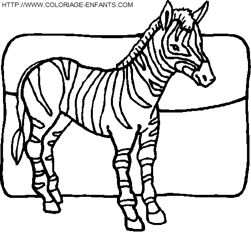 Zebras coloring