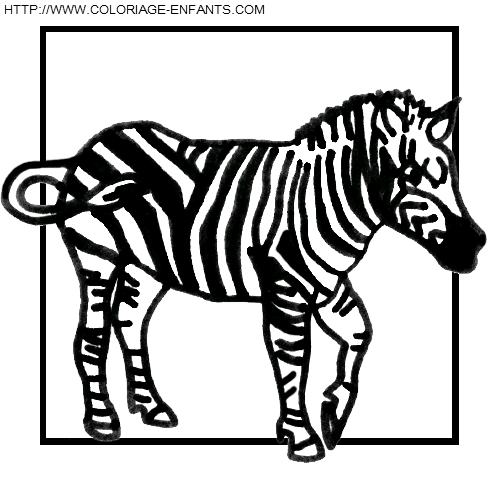 Zebras coloring