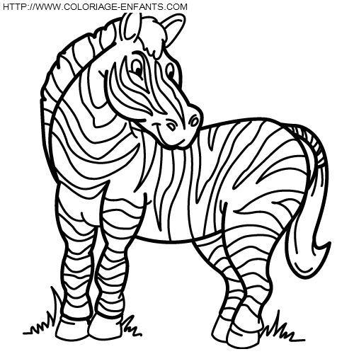 Zebras coloring