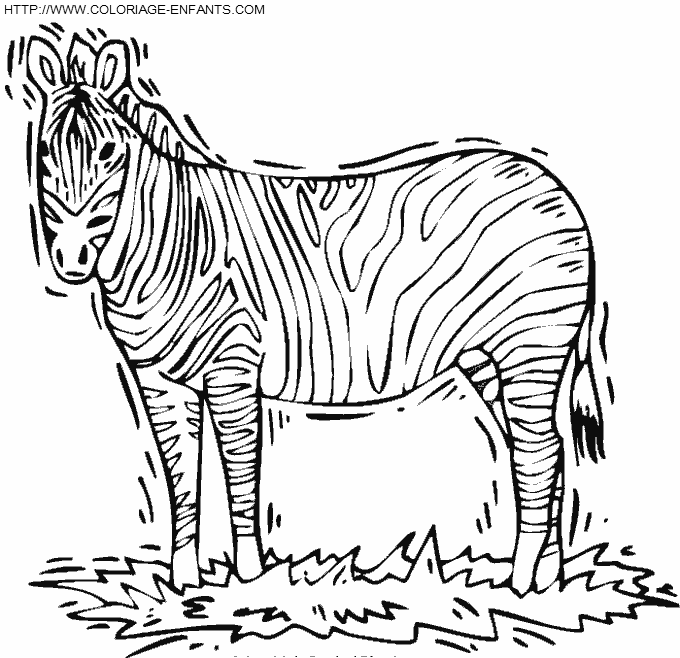 Zebras coloring