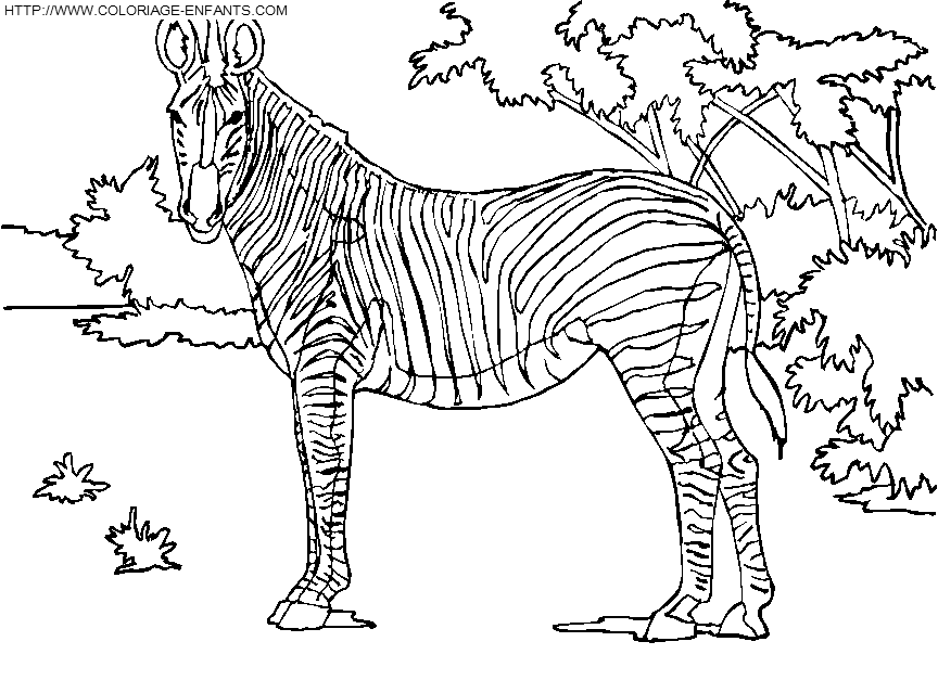 Zebras coloring